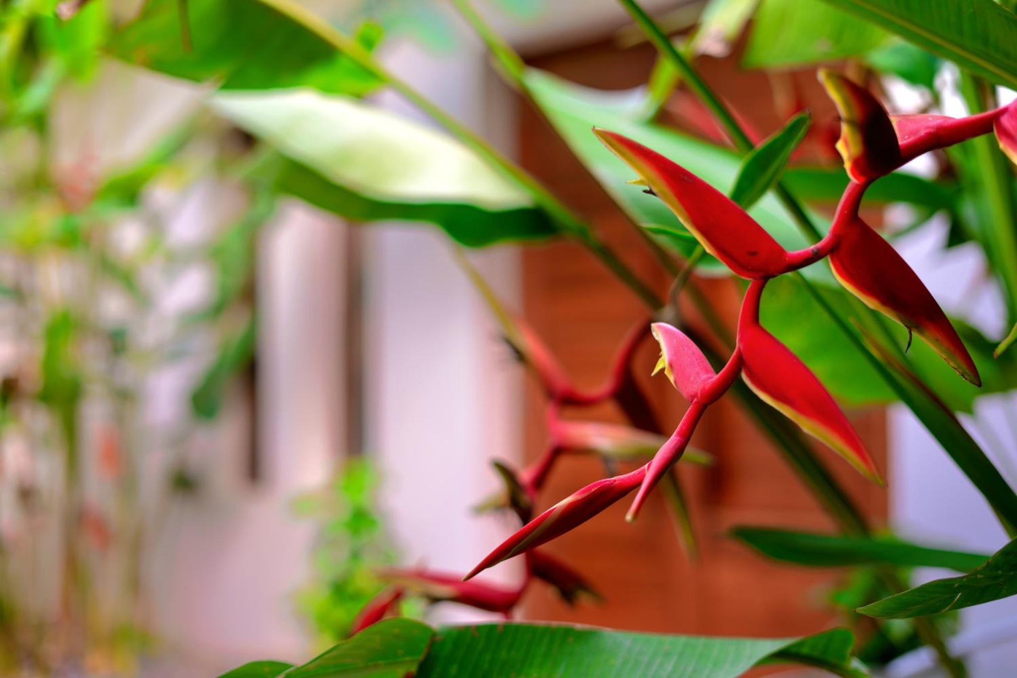 Orchid Lodge Samui - Bed & Breakfast Lamai Beach (Koh Samui) Exterior foto