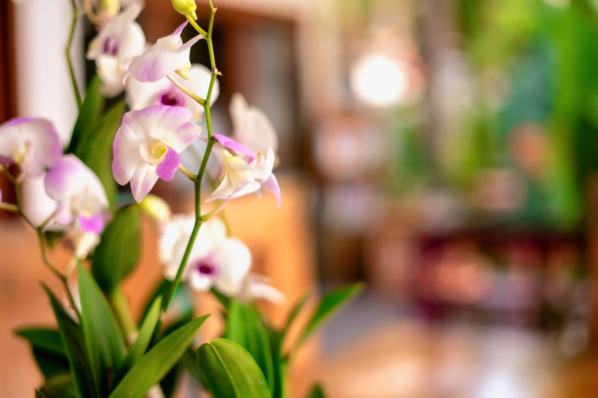Orchid Lodge Samui - Bed & Breakfast Lamai Beach (Koh Samui) Exterior foto